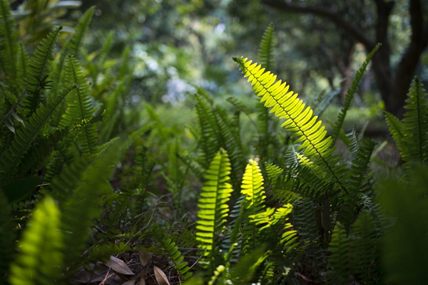 百家乐玩法介绍 - 百家乐技巧