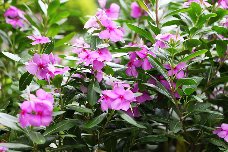 百家乐玩法介绍 - 百家乐技巧