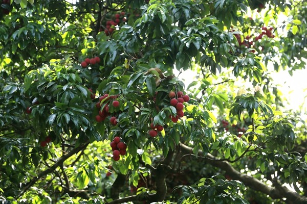 1528099156279058750.jpg 百家乐玩法介绍 - 百家乐技巧