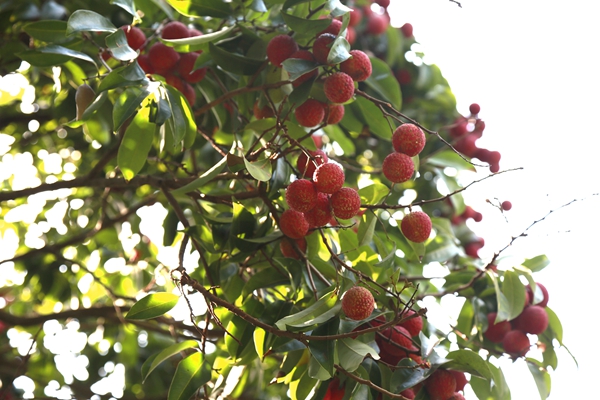 1528099156196023515.jpg 百家乐玩法介绍 - 百家乐技巧