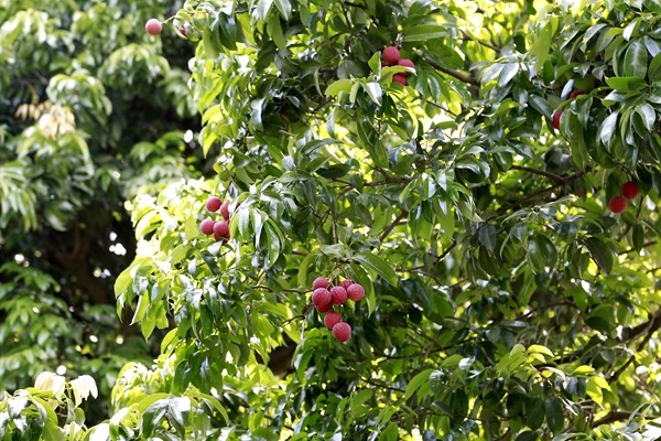 1528099156340012769.jpg 百家乐玩法介绍 - 百家乐技巧