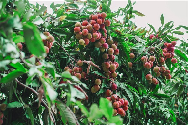 1528099154820008894.jpg 百家乐玩法介绍 - 百家乐技巧