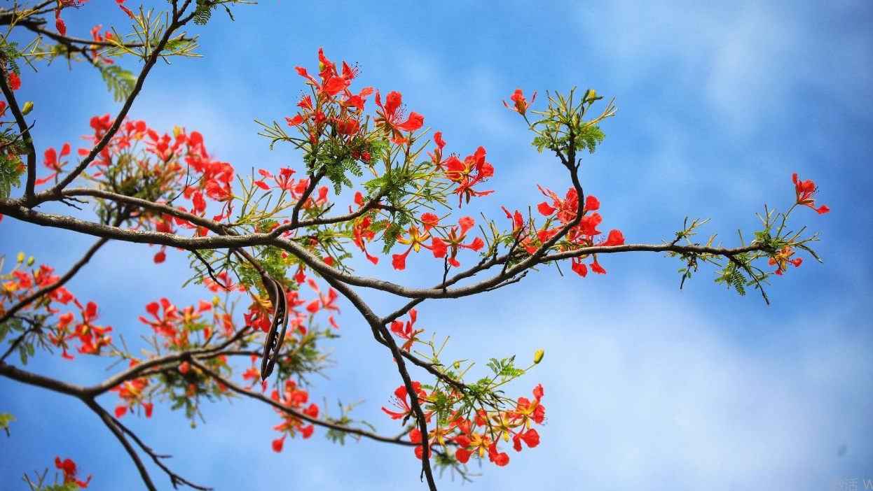 百家乐玩法介绍 - 百家乐技巧