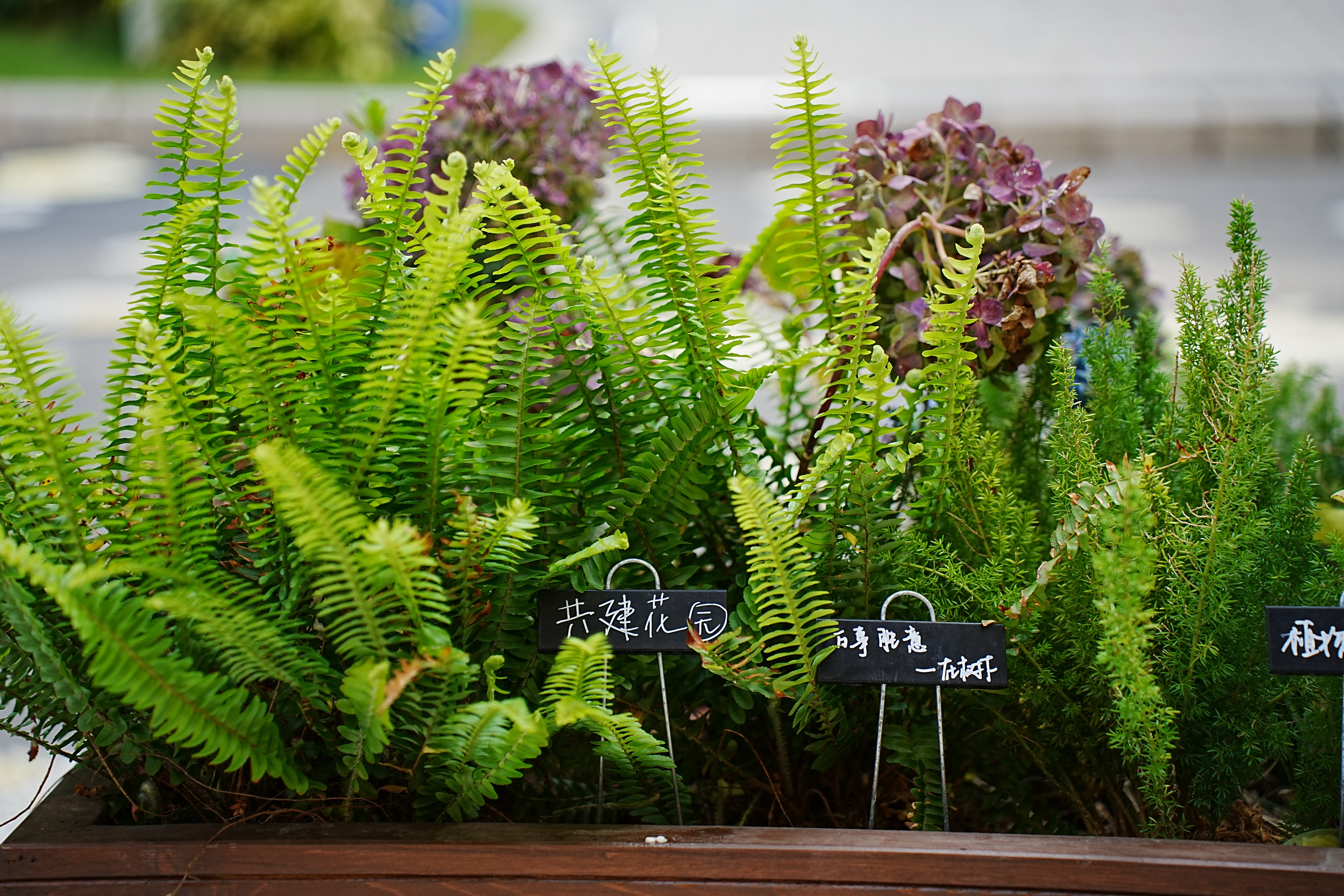 百家乐玩法介绍 - 百家乐技巧