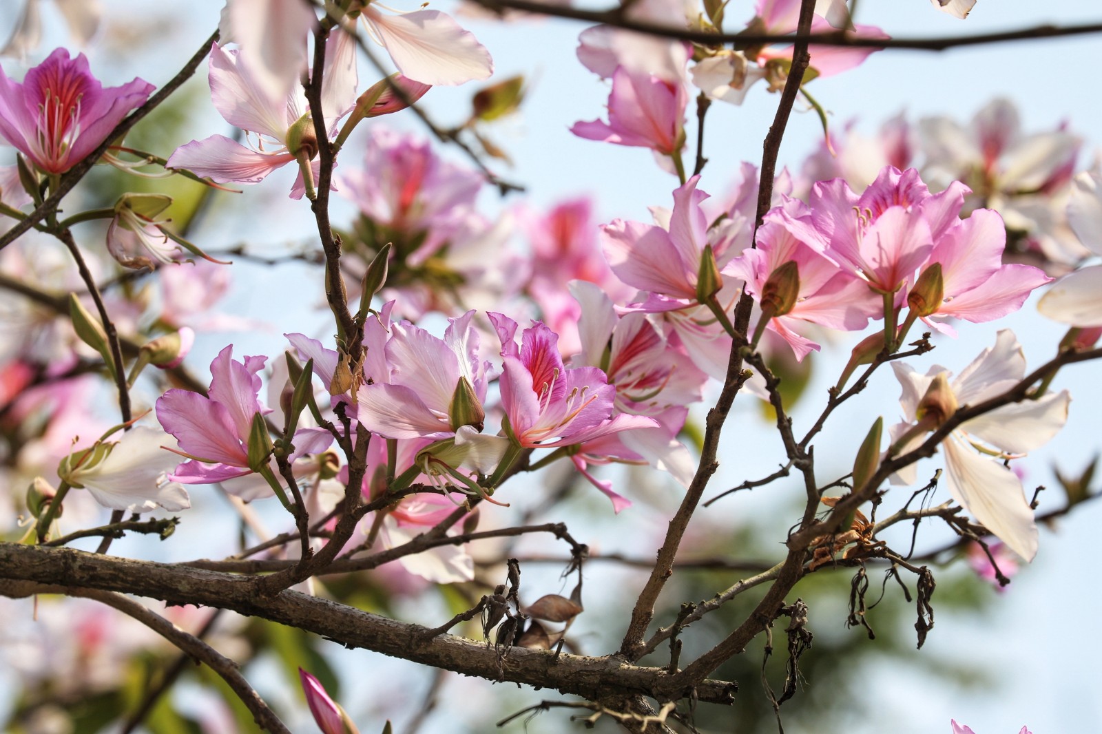 百家乐玩法介绍 - 百家乐技巧