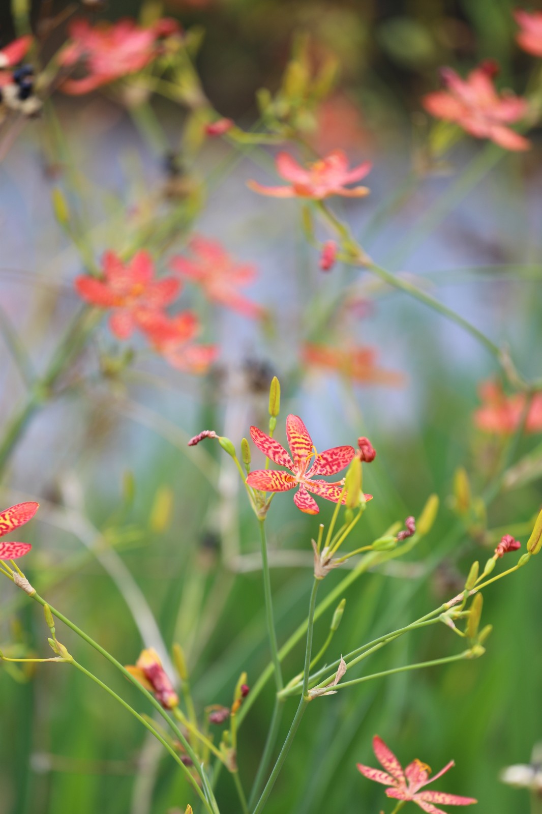 百家乐玩法介绍 - 百家乐技巧