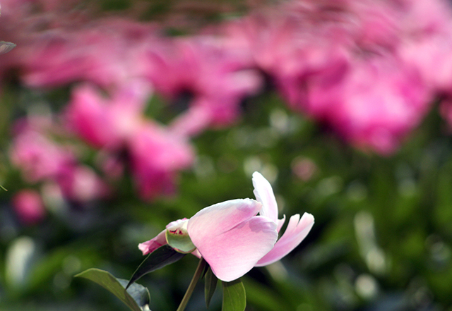 百家乐玩法介绍 - 百家乐技巧