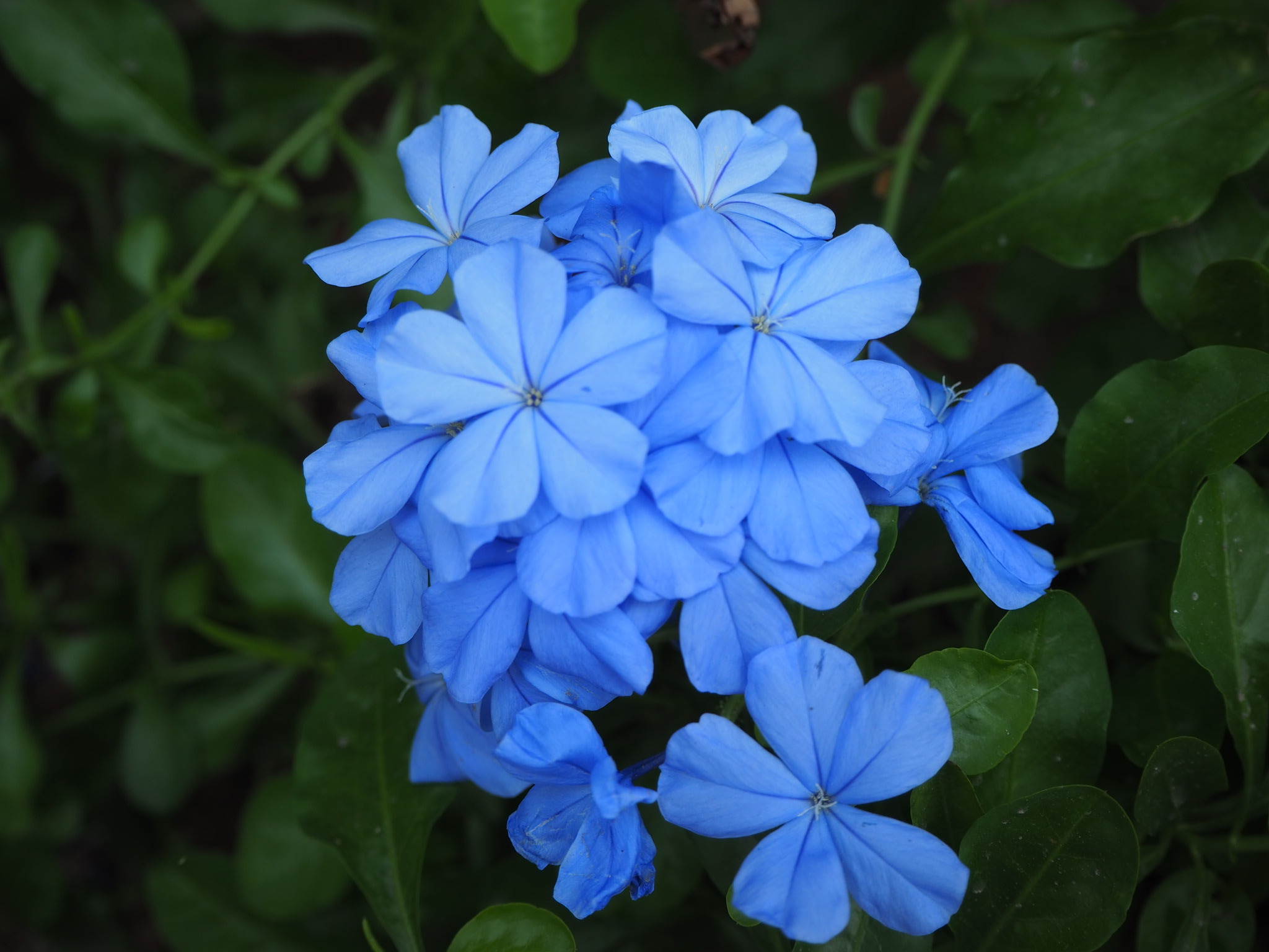 百家乐玩法介绍 - 百家乐技巧