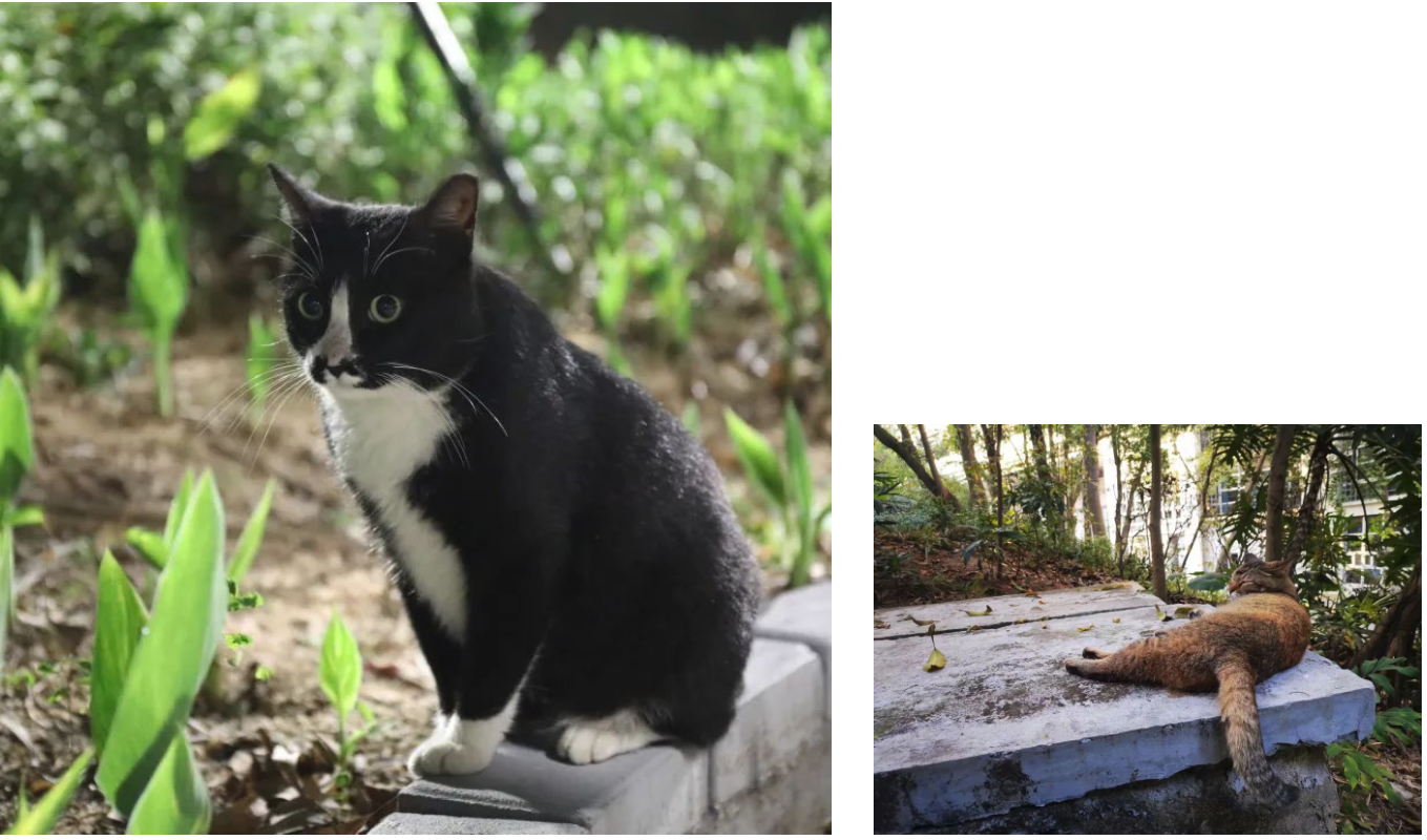 百家乐玩法介绍 - 百家乐技巧