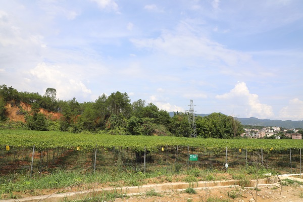 百家乐玩法介绍 - 百家乐技巧