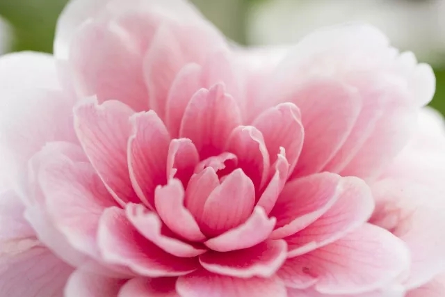 百家乐玩法介绍 - 百家乐技巧